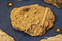 VBS_9041 - Museo Paleontologico - Asti
